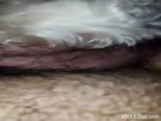 Hottest possible sex with the hairiest zoophile dude
