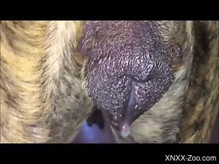 Wet holes getting fucked by human cocks in a compilation