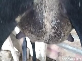 Close-up video featuring a really hot animal