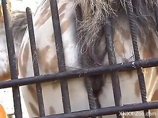 Sexy-looking mare shows its juicy pussy for the cam