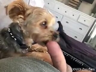 Dude's extra-stiff penis gets pleasured by a beast
