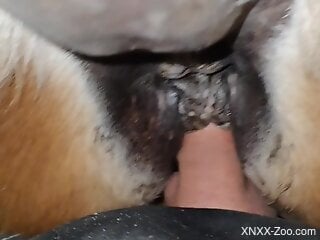 Dude drilling the tight pussy of a very sexy mare