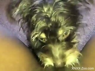 Kinky animal gets to lick a black zoophile's pussy