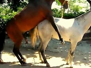 Brown stallion banging a beautiful mare pussy