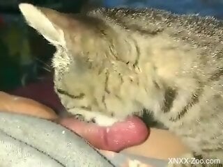 Cute cat licking ALL over this dude's disgusting cock