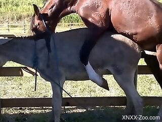 Horse loving session with two perfect animals