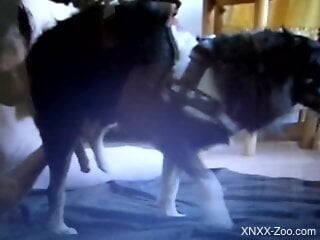 Awesome handjob for a smoldering dog with a big dick