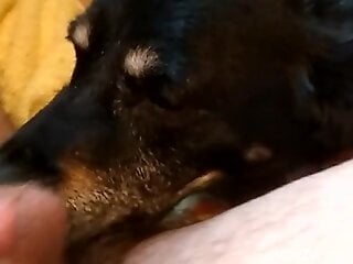 Dude lets this animal lick his asshole for the camera