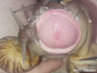 Snails pleasuring a sexy penis for the camera