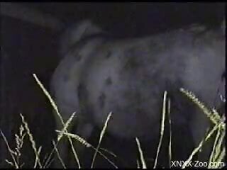 Midnight zoophilia kinks caught on cam with a horse playing obedient