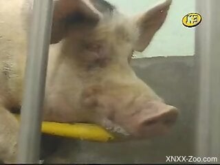 Swine makes horny zoophilia sex lover feel intrigued and horny