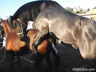 Stallion is about to hard fuck his female while horny guy films it