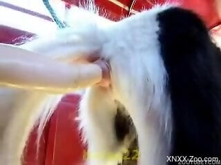 Aroused man inserts giant toy cock into the furry animal's pussy