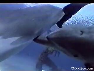 Marine animals mating make horny zoophilia lover feel aroused