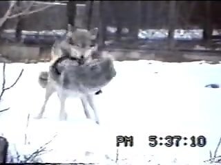 Pair of wolfs mate and horny male records the whole thing