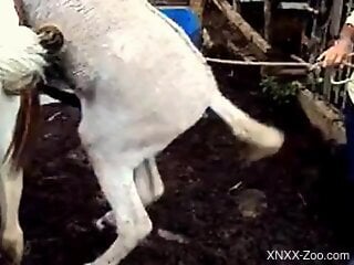 Animals fucking make horny male feel aroused and intrigued