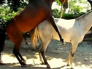 Horses mating make the guy filming feel really aroused