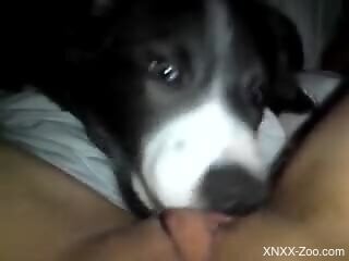 Nude female masturbates while the dog licks her wet pussy