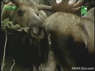 Steamy scenes of mooses fucking in crazy outdoor scenes