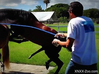 Stallion hard fucks female horse and zoophilia lover sits and watches