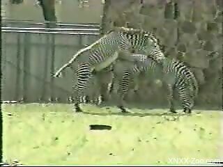 Zebras at the zoo are enjoying sex while the crowd is watching