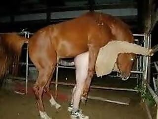 Zoophilia porn and animal sex