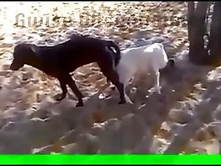 Boar Porn