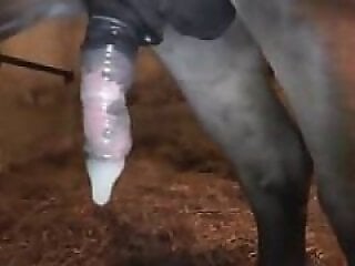 Animal porn videos and ZOO PORN