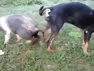 XXX Zoo Porn
