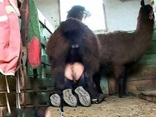 Zoo porn and zoo sex video