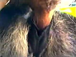 XXX bestiality zoo porn